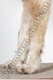 Wolf leg photo reference 0014